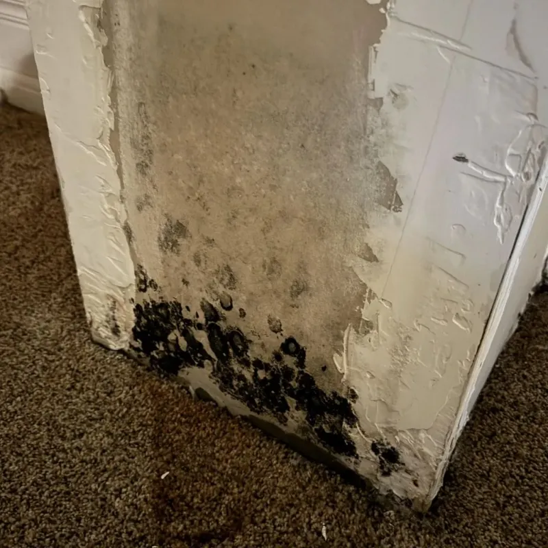 Professional Mold Removal in Mannford, OK